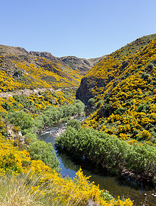 铁路在塔耶里峡谷的铁轨上行驶新西兰窄轨植物旅游丘陵旅行岩石火车金雀花单线运输图片