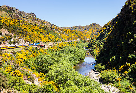 铁路在塔耶里峡谷的铁轨上行驶新西兰引擎运输教练员机车森林窄轨旅行植物山脉旅游图片