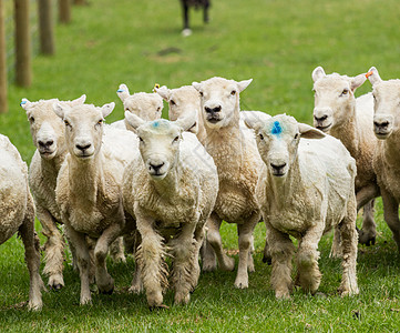羊群在新西兰草地里奔跑图片
