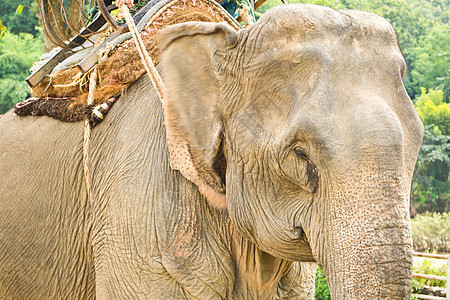 大象荒野婴儿树干母亲动物野生动物哺乳动物丛林国家公园背景图片