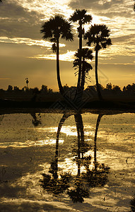 云彩和棕榈树在太阳下反射水镜子地表天空剪影日落棕榈池塘沼泽阳光戏剧性图片