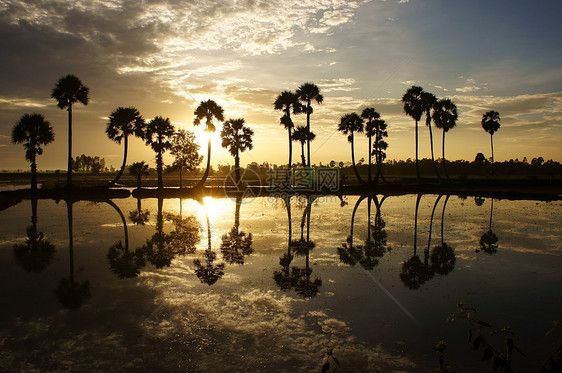 云彩和棕榈树在太阳中反射水图片