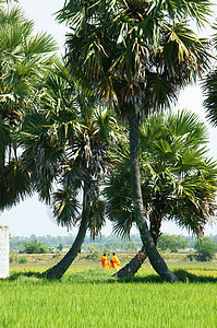 稻田棕榈树热带橙子种植园乡村农田生长棕榈手掌农场农业图片