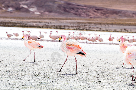 玻利维亚南部安第斯山脉湖上的Flamingos旅行野生动物公园石头国家海拔天蓝色高原沙漠高度图片