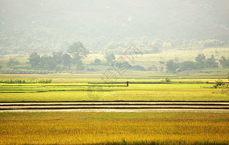 大稻田地貌农民草地环境天空国家种植园太阳农田食物场景图片