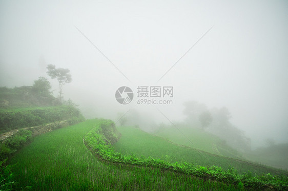 南中国 云南  2011年 高原大米梯田国家农场土地农田畜牧业村庄稻田乡村农村农民图片