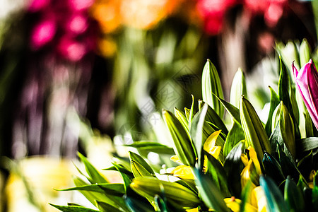 在南美洲秘鲁市场销售的花朵叶子团体购物标签待售花束蓝色收成紫色库存图片