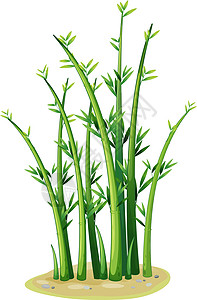 竹子叶子绿色插图热带植物群植物团体背景图片