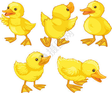 小鸭小鸡翅膀婴儿团体账单羽毛动物艺术鸭子卡通片蹼状图片