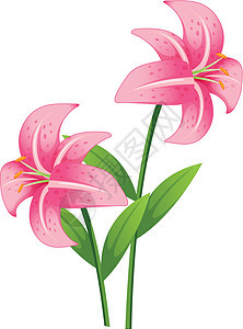 兰花花瓣植物学卡通片雌蕊斑点柱头花粉粉色情调绿色图片