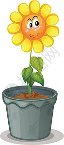 锅中的花朵植物群情感园艺植物学绘画眼睛雏菊塑料材料树叶图片