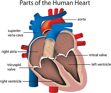 部分听力小路科学抽水有氧运动途径生物学动脉解剖学静脉心室图片