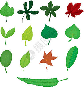 树叶红色剪裁静脉三叶草白色绿色传单叶子植物小路图片