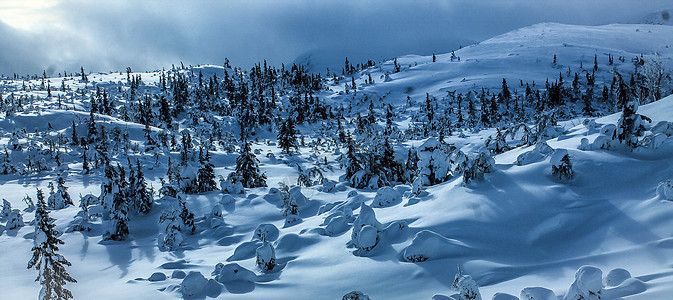 冬季风景全景场景蓝色松树森林园景天空针叶树爬坡季节图片