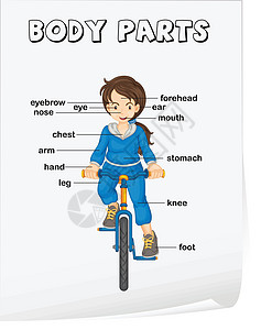 海报自行车幼儿园眼睛工作簿学校前额女士手臂卡通片骑术图片