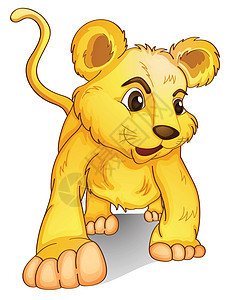 小熊惠特捕食者金子野生动物动物群动物婴儿国王荒野新生动物园图片