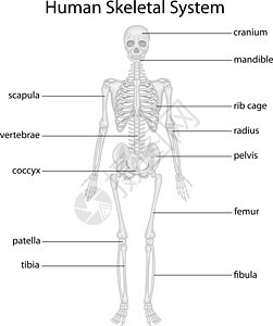 骨骼系统肋骨插图器官男性解剖学颅骨医疗躯干药品脊柱图片