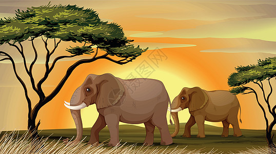 非洲象群树下大象日落场景哺乳动物农村家庭叶子动物干旱象牙活动设计图片