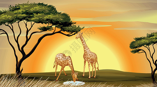 长颈农村日落丛林绘画天空草图动物活动日出比丘图片