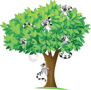 树上的松鼠享受绿色树叶哺乳动物分支机构狮子植物动物团体绘画图片