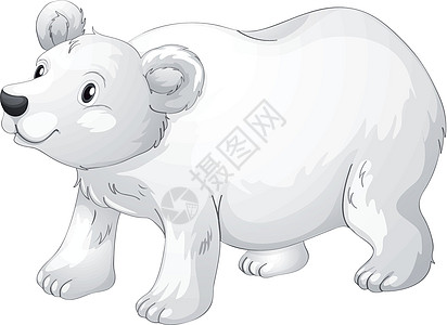 北极熊动物物种荒野哺乳动物白色绘画食肉草图乐趣图片
