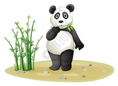 熊猫弹珠热带石头叶子绿色绘画哺乳动物动物植物鹅卵石图片