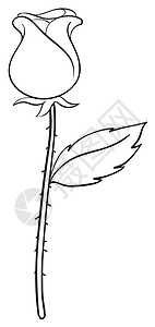 玫瑰素描叶子脆弱性庆典绘画植物花瓣卡通片工作线条数字图片