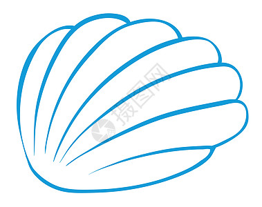 海扇海洋贝壳蓝色模式草图软体动物流浪者热带生活图片