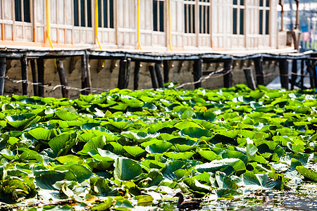克什米尔达尔湖的Shikara船船屋酒店木头市场运输开发场景文化船库社区图片