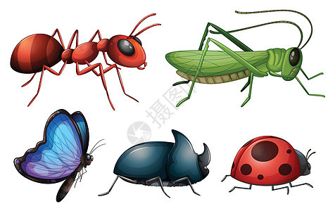 各种昆虫和虫虫图片