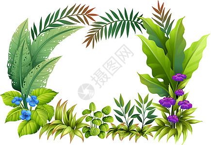 植物和鲜花鹦鹉边界环境绘画剪贴多叶蓝色装饰品紫色花蜜图片