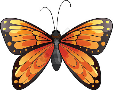 蝴蝶艺术眼睛天线胸部后翅白色夹子触须尾巴圆形图片