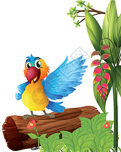 色彩多彩的鹦鹉树叶丛林翅膀橙子白色红色蓝色绘画植物卡通片图片