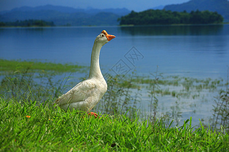 泰国草地上的鹅图片
