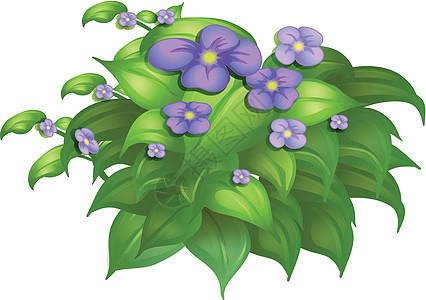花花植物花园植物群叶子衬套卡通片绿色季节性花朵灌木紫色图片