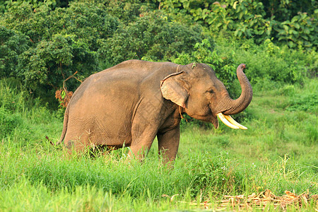 在泰国北部的自然环境中 大象是亚洲大象自由野生动物热带雨林森林热带母亲树干植物人脸冒险图片