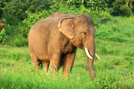 在泰国北部的自然环境中 大象是亚洲大象宠物热带场景家畜危险森林植物树干野生动物气候图片