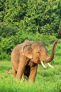 在泰国北部的自然环境中 大象是亚洲大象冒险哺乳动物动物家畜植物野生动物动物体场景树干物种图片