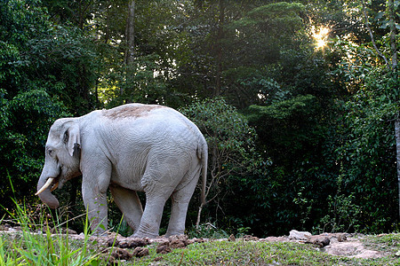 塔伊兰热带森林中的象象象大象树干荒野自由动物绿色食草丛林濒危野生动物女性图片