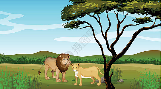 狮子和老虎动物园树干场景天空树叶绘画丘陵动物场地植物图片