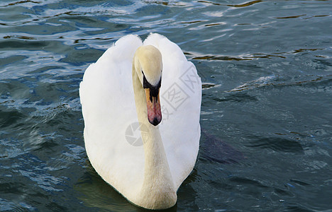 静音天鹅成人野生动物动物群水禽富豪游泳白色动物图片