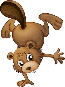玩乐的海狸耳朵吉祥物棕色平衡眼睛绘画身体尾巴哺乳动物牙齿图片