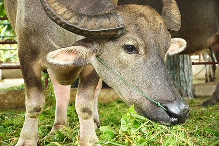 泰国水牛池塘喇叭肌肉文化农场哺乳动物动物群生物收成树木图片