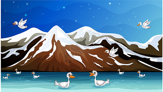 鸭子和水游泳星星池塘移民天空小鸭子生物荒野家畜橙子图片