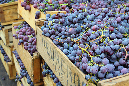 红葡萄在智利瓦尔帕莱索的当地市场酒庄水果团体花园农业植物杂货营养价格烹饪图片