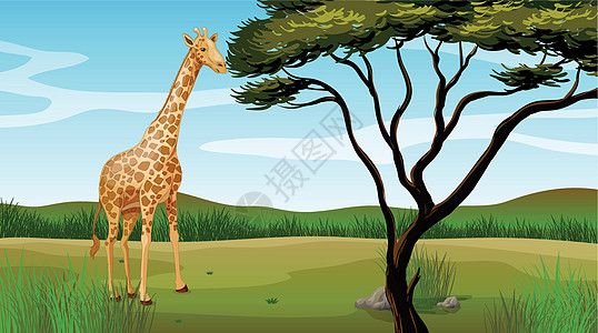 一只长颈鹿公园脖子卡通片丘陵尾巴分支机构栖息地大草原树叶场景图片