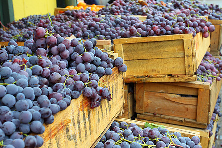 红葡萄在智利瓦尔帕莱索的当地市场酒庄店面杂货花园营养食物农业拉丁植物价格图片