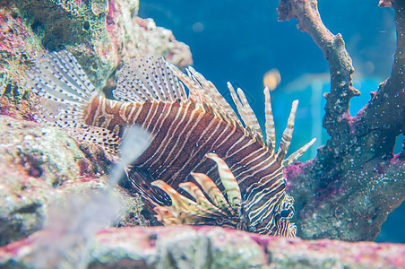 狮子鱼蓝色珊瑚异国海洋热带情调荒野潜水水族馆眼睛图片