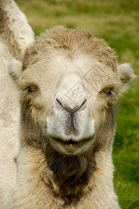 骆驼脸动物运输哺乳动物荒野单峰野生动物棕色动物园图片