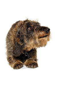 白色背景的Dachshund狗休息黑色世俗生物警报动物棕色宠物犬类朋友图片